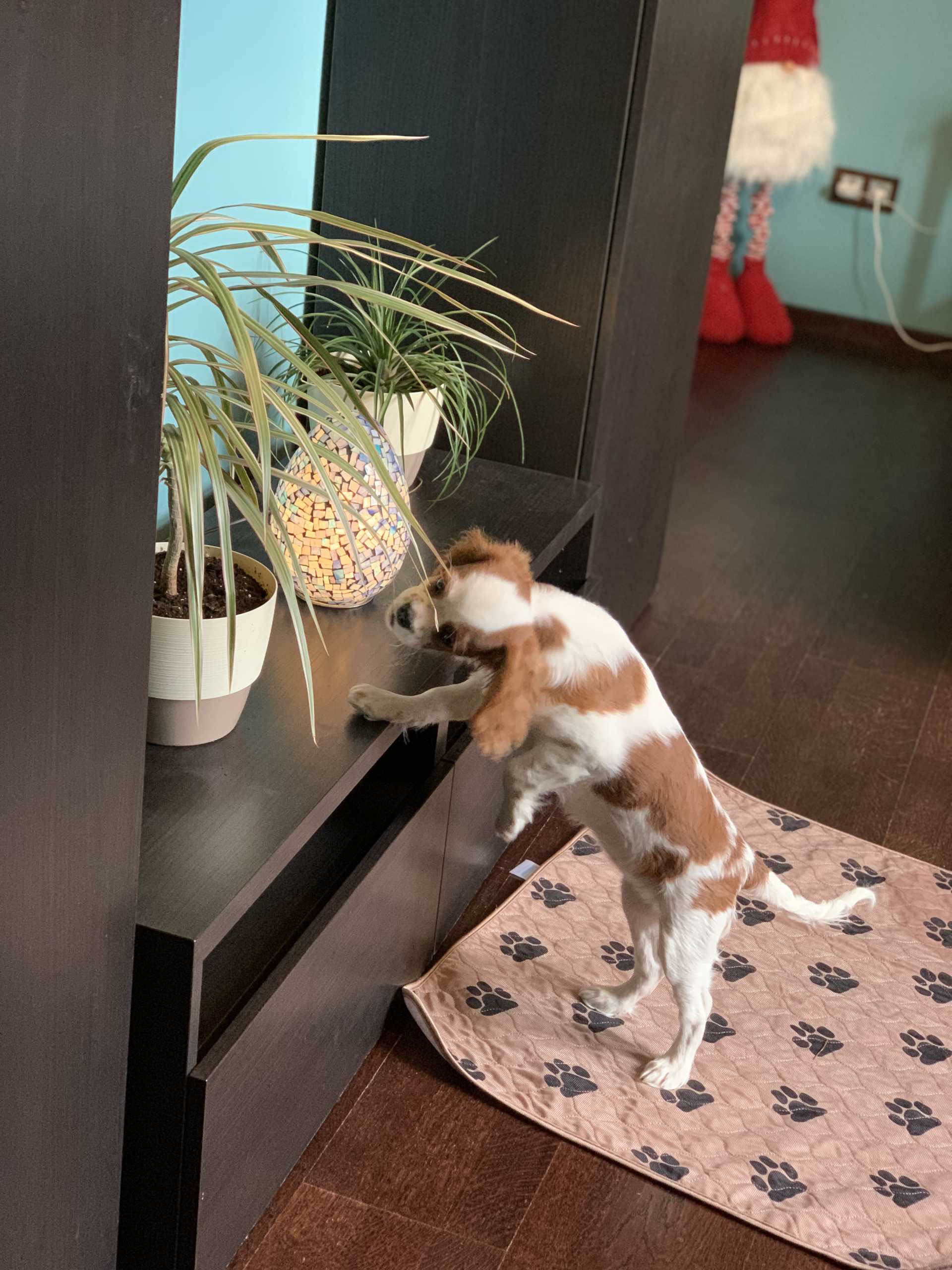 Динки-ботаник