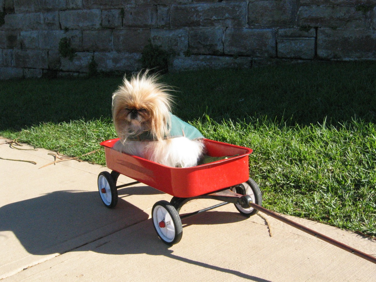 Порода собак пекинес