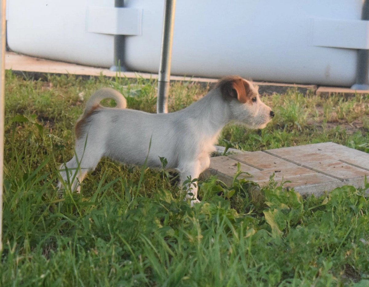 Брокен Джек Рассел Терьер