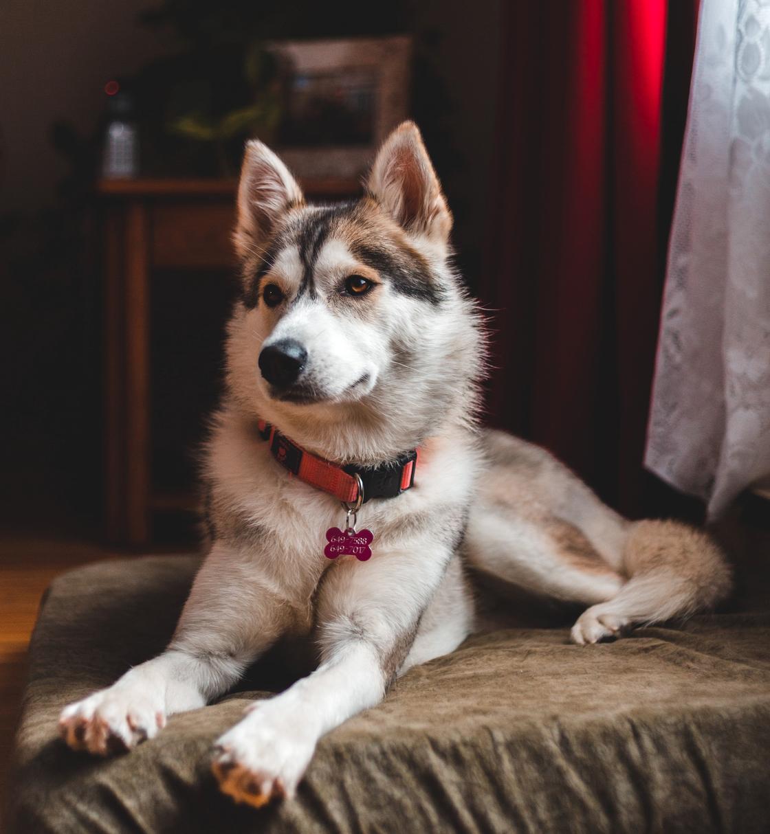 Хаски на лежанке Хаски на лежанке