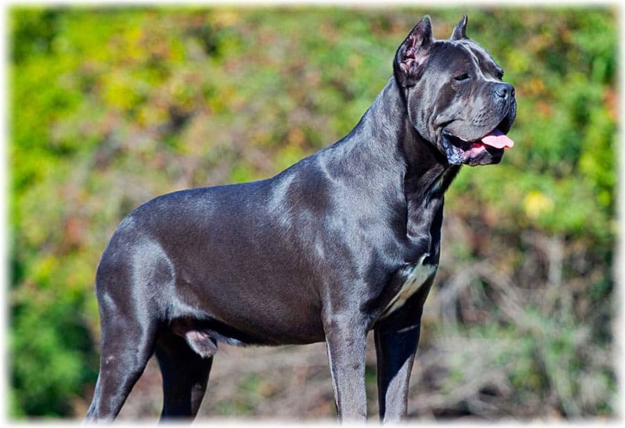 Описание породы кане корсо итальяно