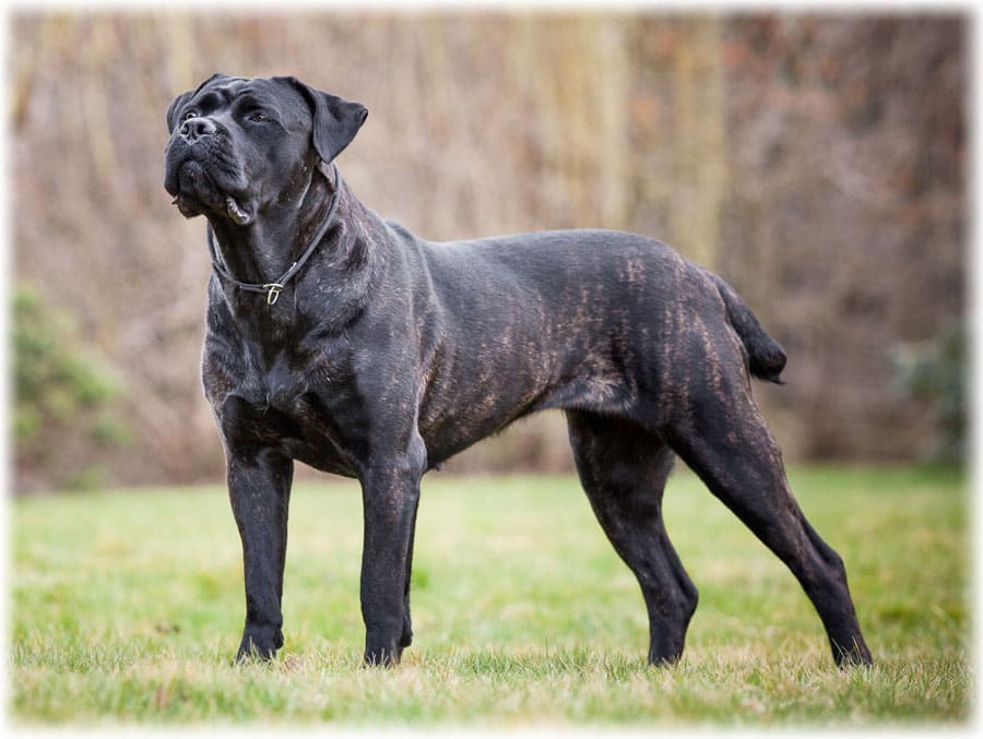 Характеристика породы кане корсо