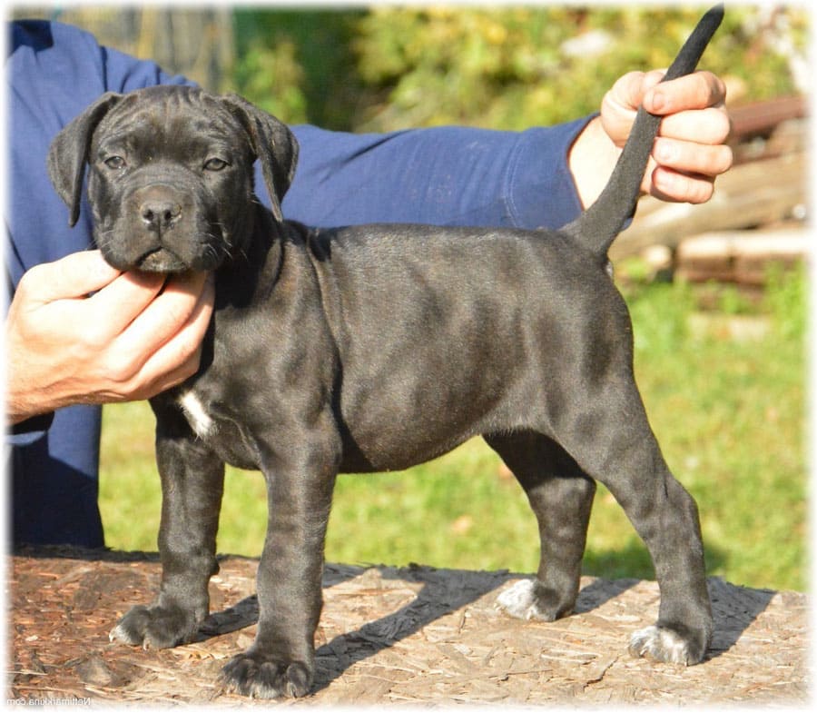 Питание кане корсо итальяно