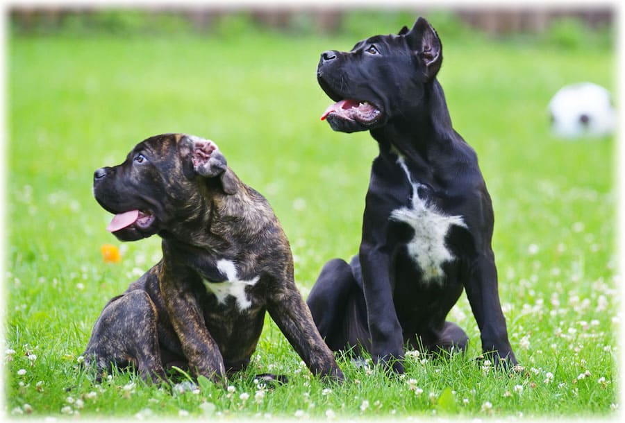 Уход за кане корсо в домашних условиях