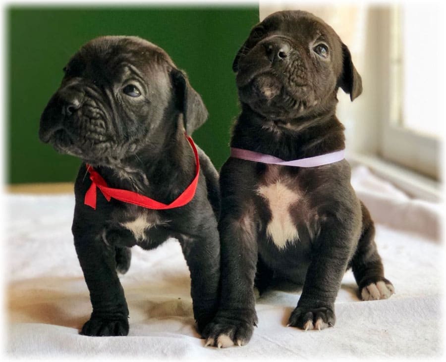 Щенки кане корсо