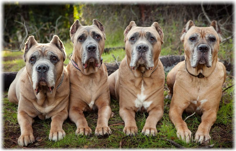 4 собаки кане корсо позируют в лесу