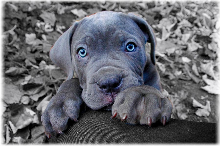 Щенок кане корсо с голубыми глазами