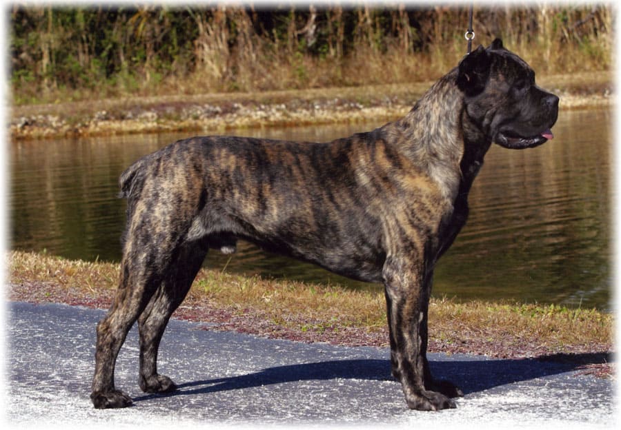 Кане корсо возле речки