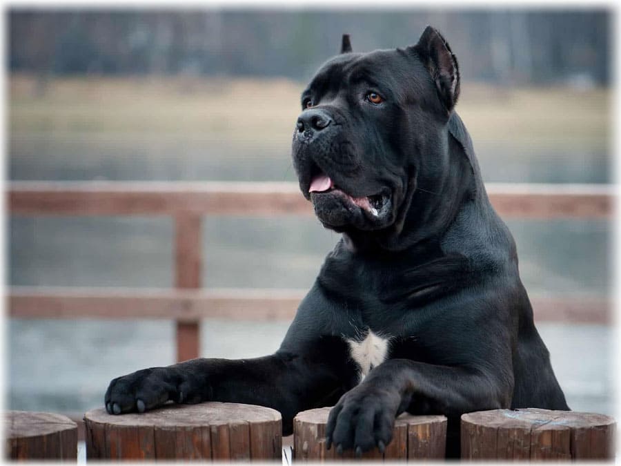 Собака кане корсо готова перепрыгнуть ограждение