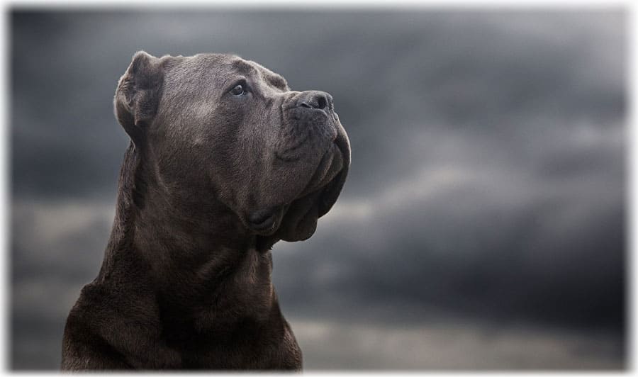 Взгляд вдаль фото собаки