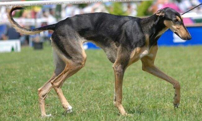 псовая борзая грейхаунд