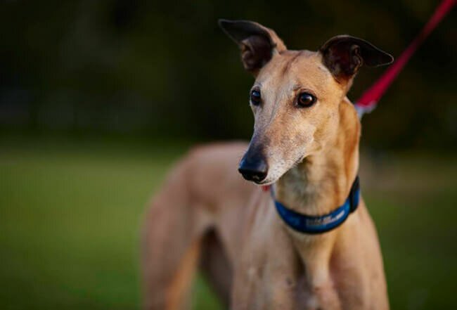 песочный грейхаунд