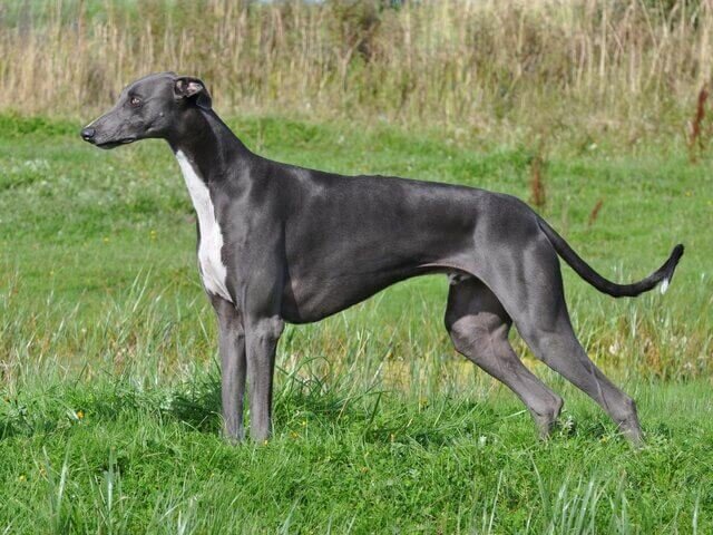 голубой грейхаунд с белыми пятнами