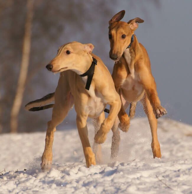 щенки гладкошерстной английской борзой песочного окраса