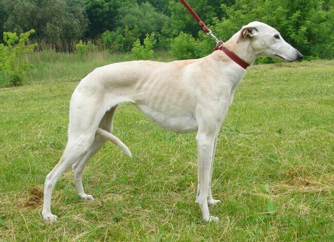 рыже-жолтый грейхаунд