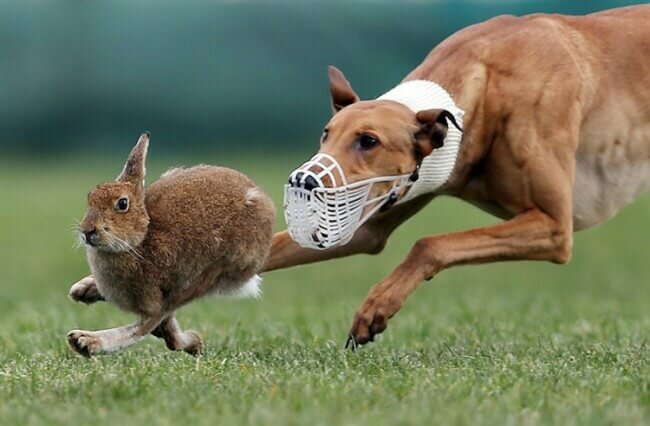 дрессировка грейхаунда на зайца