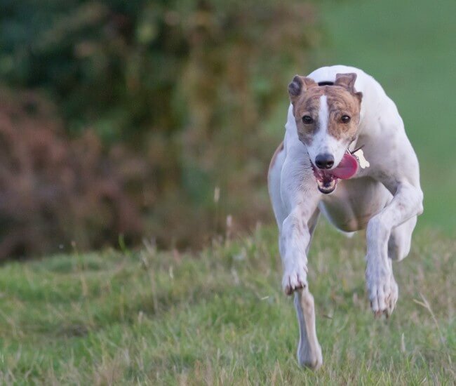 английская борзая фото и цена