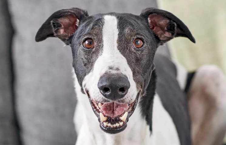 0c5a3432 Грейхаунд Грейхаунд наблюдает за тобой