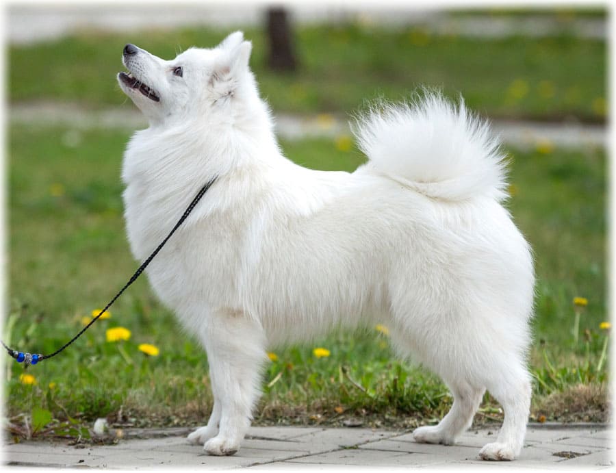 Описание породы японский шпиц