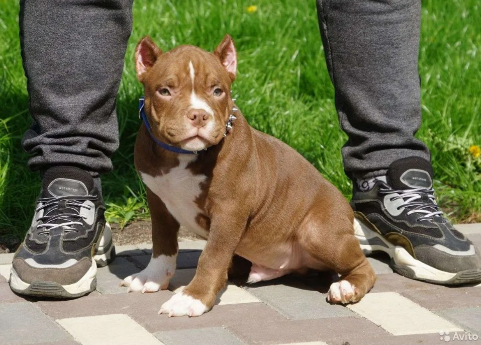 Такой маленький, а уже грозный Такой маленький, а уже грозный