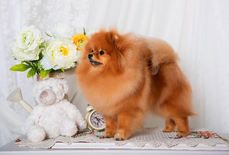 Лучшие породы собак для квартиры