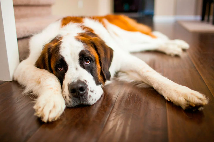 Лучшие породы собак для квартиры