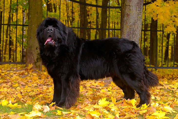 Лучшие породы собак для квартиры