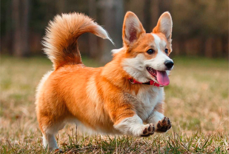 Лучшие породы собак для квартиры