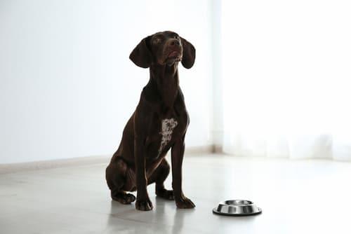 Курцхаар ждет обед