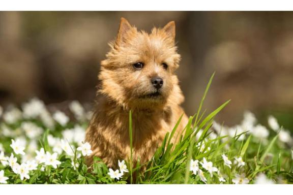 Фото норвич-терьера на прогулке