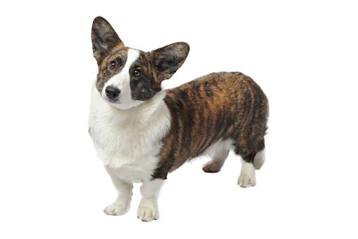 Фото вельш-корги