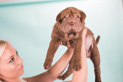 Фото шарпея на руках ветеринара