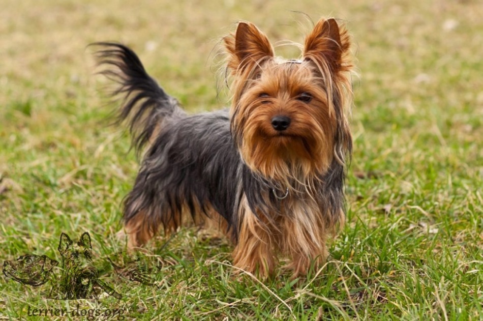 Йоркширский терьер