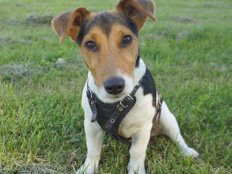 Джек-рассел-терьер