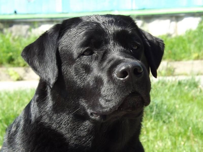 Лабрадор