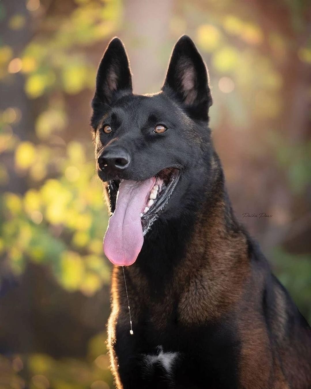 Друг на миллион: 14 самых дорогостоящих пород собак, цены на которые сильно кусаются Друг на миллион: 14 самых дорогостоящих пород собак, цены на которые сильно кусаются