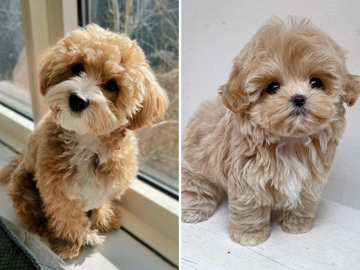 Друг на миллион: 14 самых дорогостоящих пород собак, цены на которые сильно кусаются Друг на миллион: 14 самых дорогостоящих пород собак, цены на которые сильно кусаются