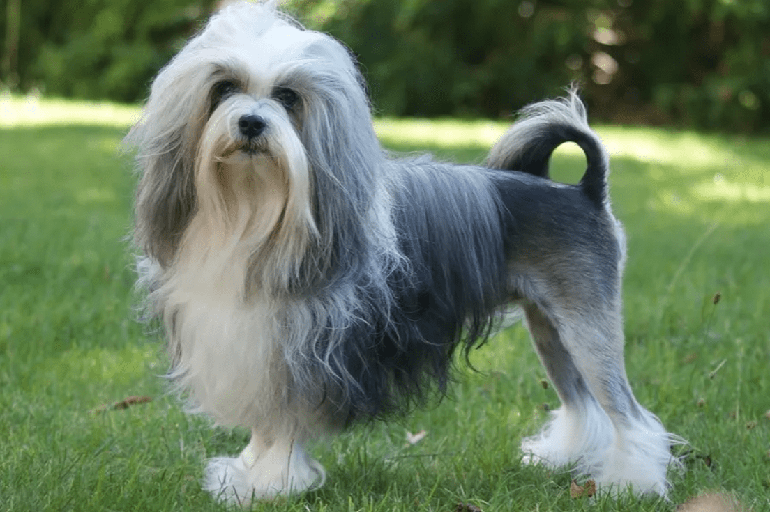 Друг на миллион: 14 самых дорогостоящих пород собак, цены на которые сильно кусаются Друг на миллион: 14 самых дорогостоящих пород собак, цены на которые сильно кусаются