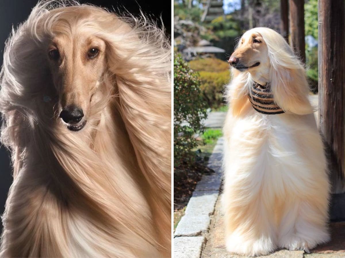 Друг на миллион: 14 самых дорогостоящих пород собак, цены на которые сильно кусаются Друг на миллион: 14 самых дорогостоящих пород собак, цены на которые сильно кусаются