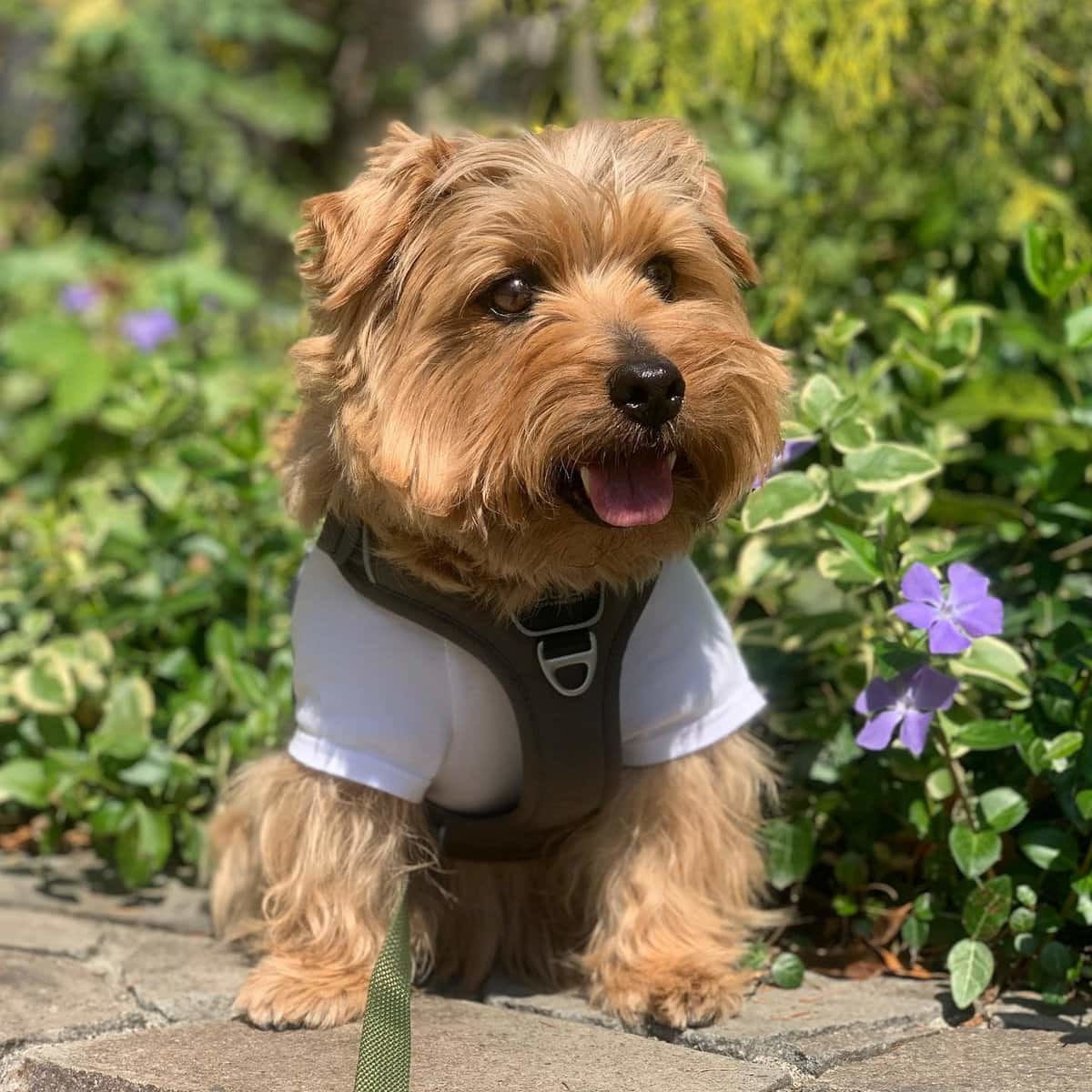 Друг на миллион: 14 самых дорогостоящих пород собак, цены на которые сильно кусаются Друг на миллион: 14 самых дорогостоящих пород собак, цены на которые сильно кусаются