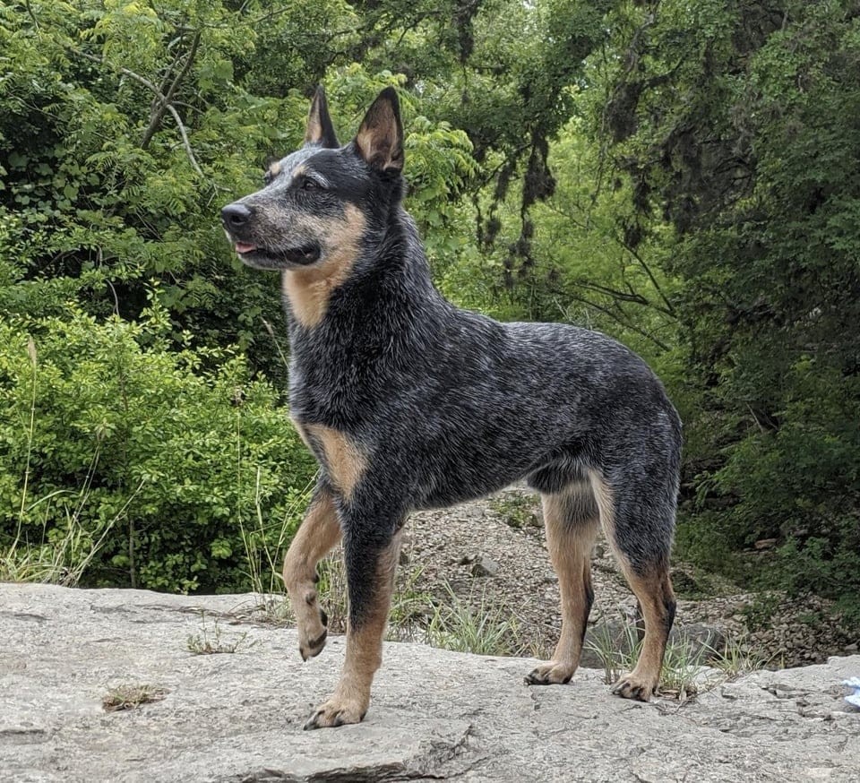 Друг на миллион: 14 самых дорогостоящих пород собак, цены на которые сильно кусаются Друг на миллион: 14 самых дорогостоящих пород собак, цены на которые сильно кусаются