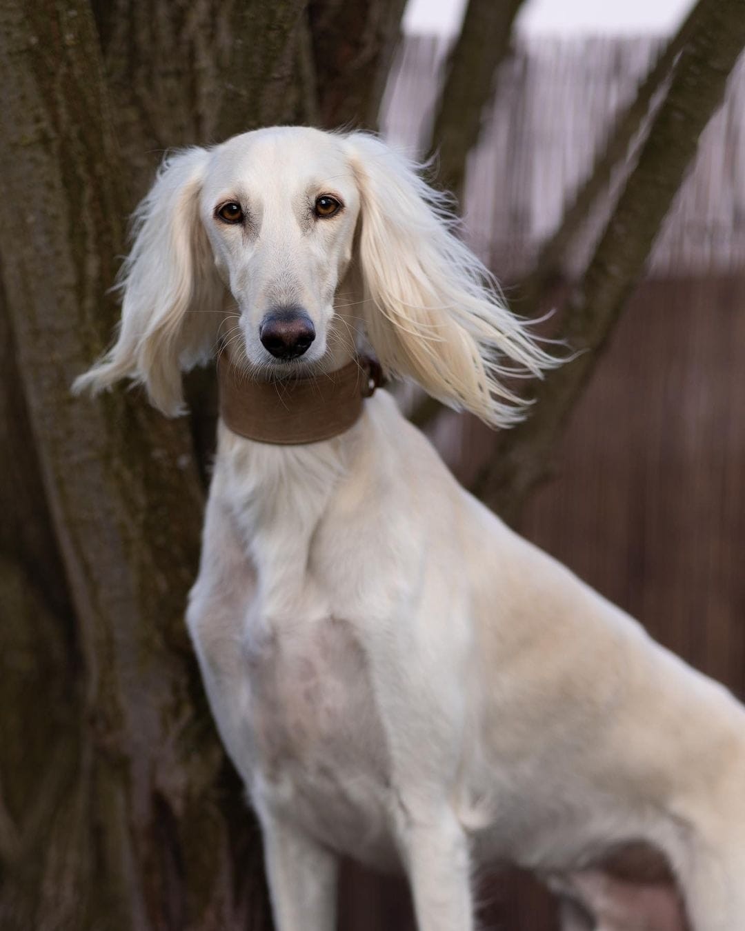 Друг на миллион: 14 самых дорогостоящих пород собак, цены на которые сильно кусаются Друг на миллион: 14 самых дорогостоящих пород собак, цены на которые сильно кусаются