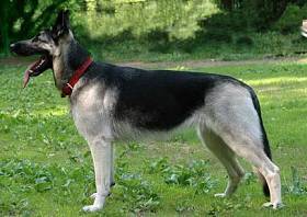 Классические размеры овчарки