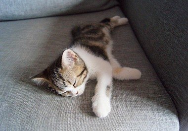 Шотландская прямоухая кошка