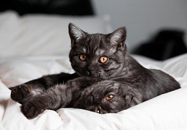 Шотландская прямоухая кошка