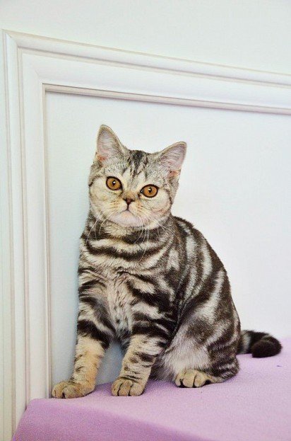 Скоттиш-страйт