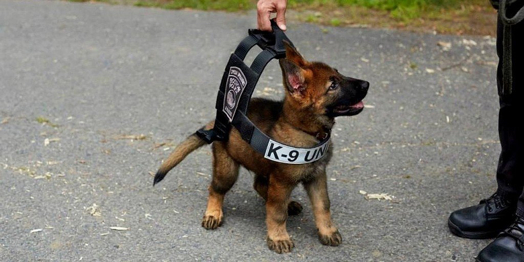 Будущий защитник