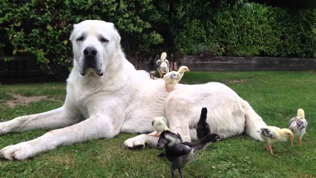 Алабай (Среднеазиатская овчарка)