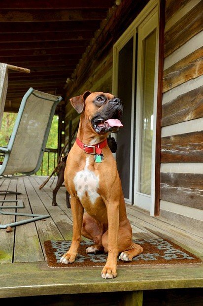 Немецкий боксер