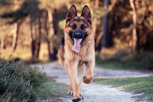 Немецкая овчарка